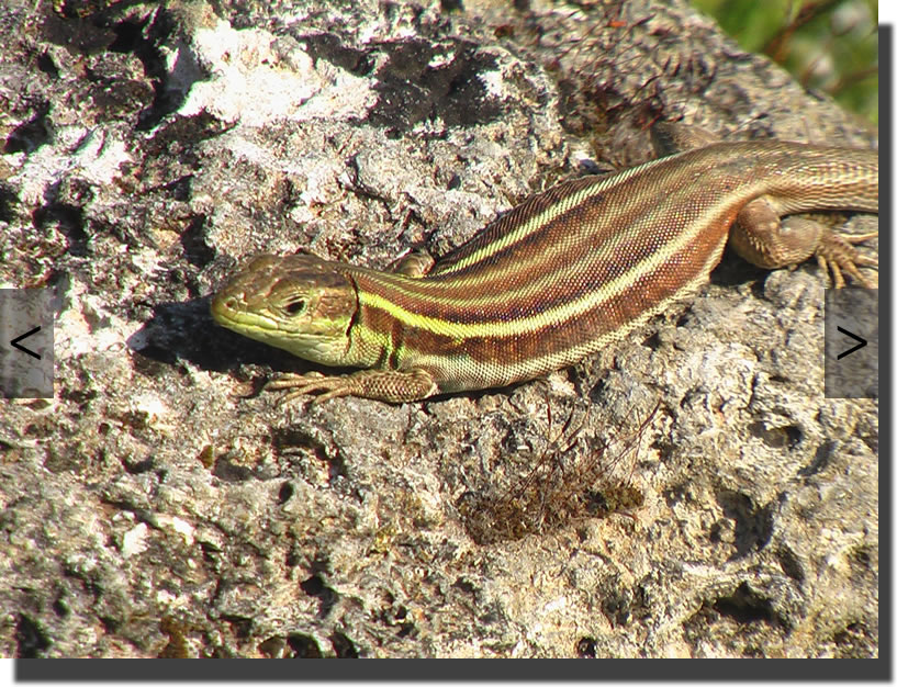Podarcis peloponnesiacus